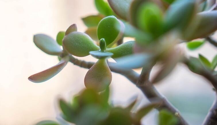 燕子掌植物怎么養,適宜的土壤和水份最關鍵