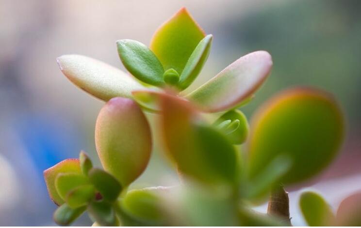 燕子掌植物怎么養,適宜的土壤和水份最關鍵