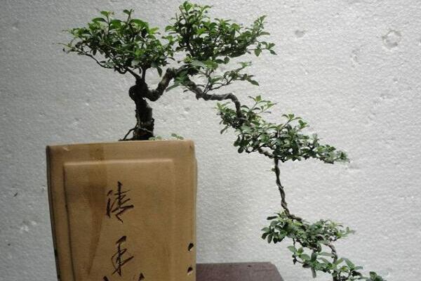 六月雪怎樣提根,六月雪盆景提跟技巧介紹