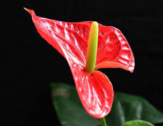紅掌的作用有哪些,凈化空氣、陶冶情操、五行轉化