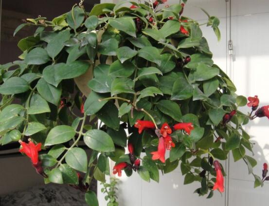 口紅吊蘭幾月份開花,十一月始花、六月落花(花期大半年)