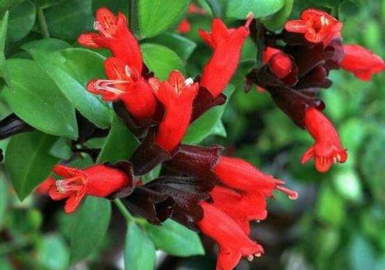 口紅吊蘭幾月份開花,十一月始花、六月落花(花期大半年)