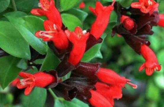 口紅吊蘭幾月份開花,十一月始花、六月落花(花期大半年)