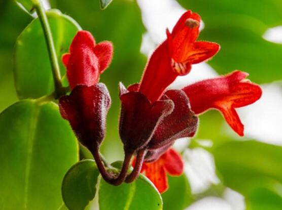 口紅吊蘭幾月份開花,十一月始花、六月落花(花期大半年)