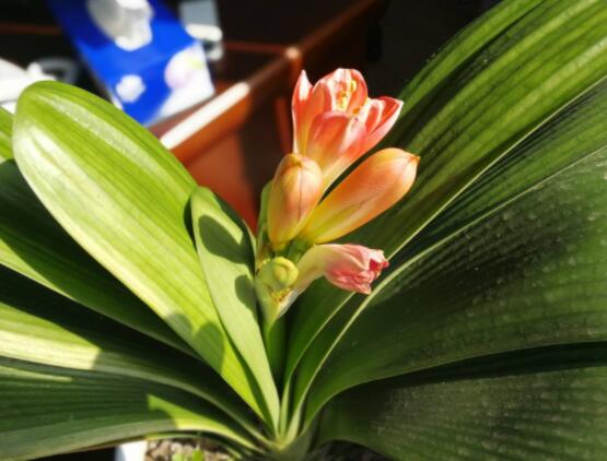 君子蘭如何授粉,選擇開春時期/花朵雌雄蕊成熟(異株授粉)