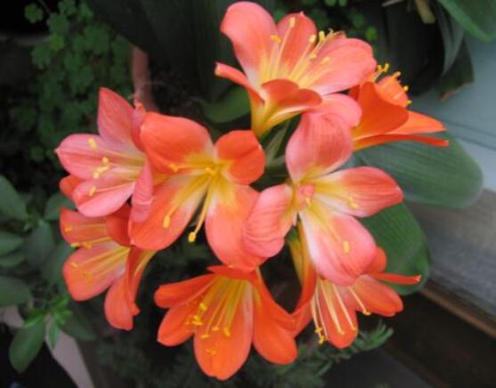 君子蘭如何授粉,選擇開春時期/花朵雌雄蕊成熟(異株授粉)