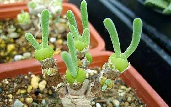 碧光環用什么土種,透氣透水土壤是必要種植條件