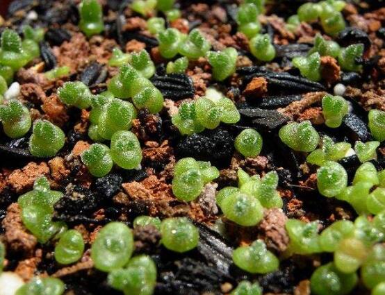 碧光環用什么土種,透氣透水土壤是必要種植條件