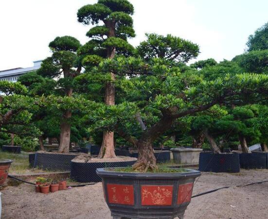 羅漢松寓意是什么,意著招財進寶、長壽吉祥(美好)