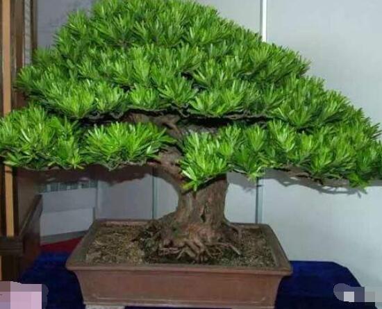 羅漢松寓意是什么,意著招財進寶、長壽吉祥(美好)