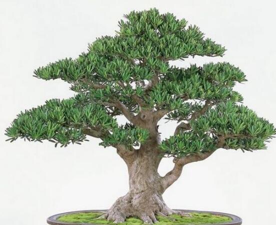 羅漢松寓意是什么,意著招財進寶、長壽吉祥(美好)