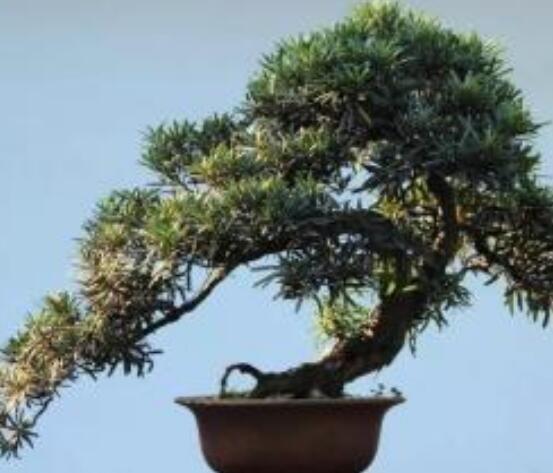 羅漢松寓意是什么,意著招財進寶、長壽吉祥(美好)