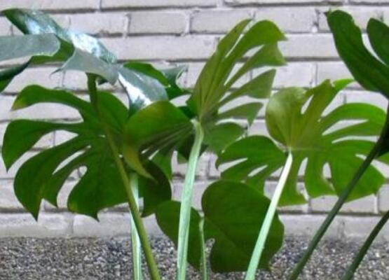 誤食龜背竹葉子怎么辦,第一時間去醫院積極治療(中毒較深)