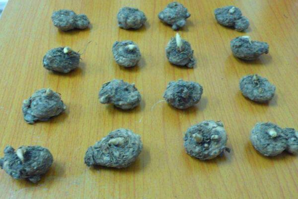 馬蹄蓮種球怎么種植,種植步驟以及前期養護技巧