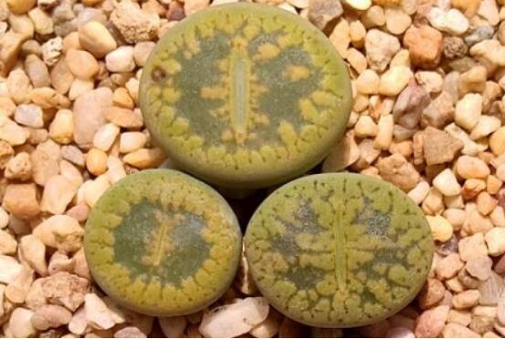 生石花怎么種植,做好六個步驟盆盆爆滿
