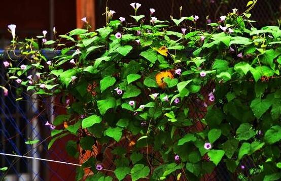 爬藤牽?;缫膯?,需要/利于多次開花