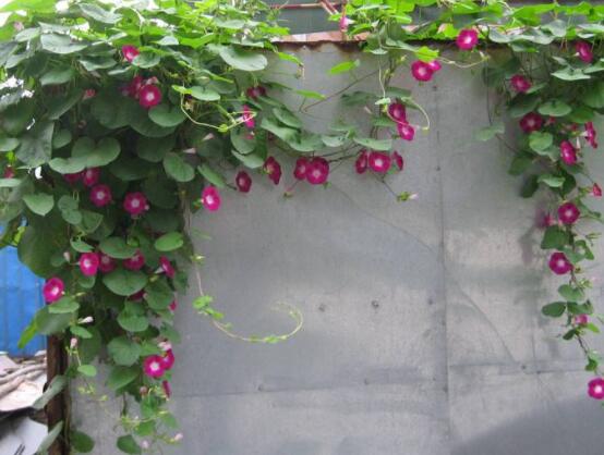 爬藤牽?;缫膯?,需要/利于多次開花