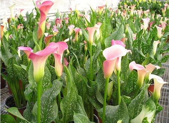 彩色馬蹄蓮花期多長,從11月一直開放到來年5月(半年)