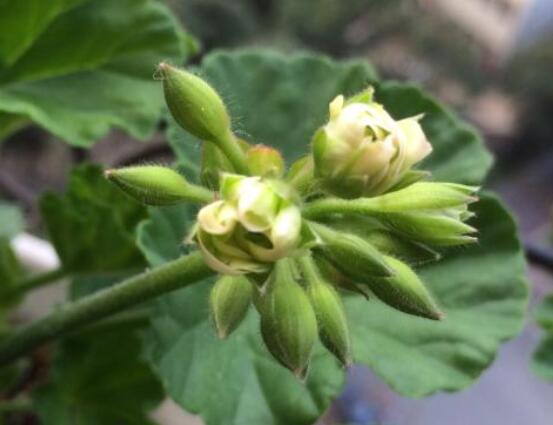 天竺葵花苞干枯怎么辦,老農總結三種最常見解決方法