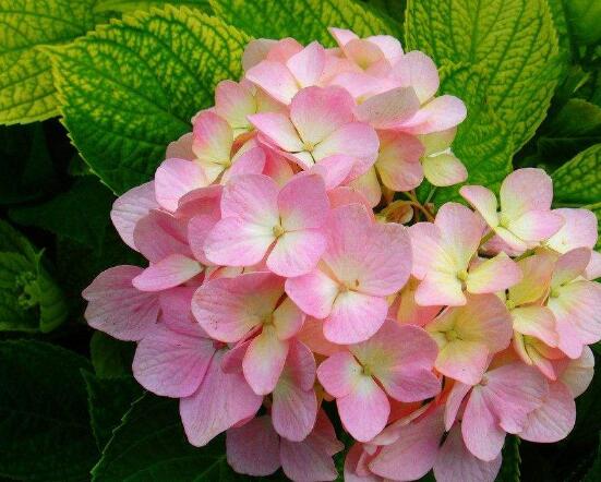 繡球花開花后如何修剪,花后一年修剪兩次(春秋季節)