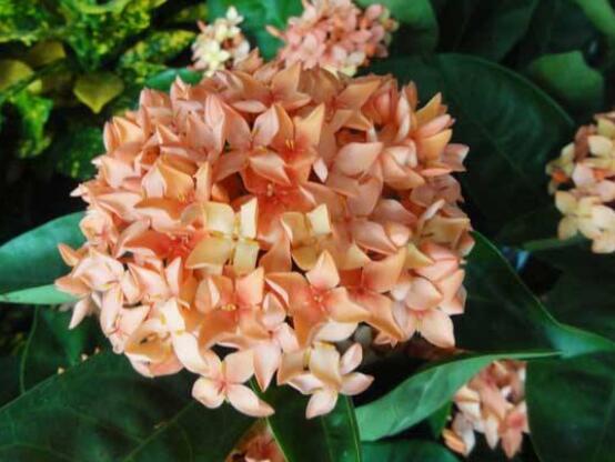 繡球花開花后如何修剪,花后一年修剪兩次(春秋季節)