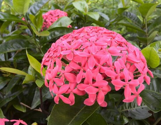 繡球花開花后如何修剪,花后一年修剪兩次(春秋季節)