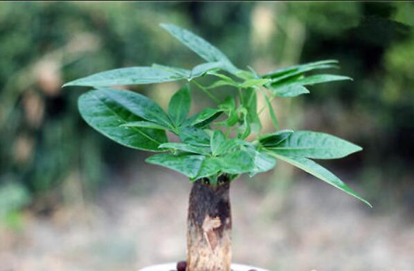 怎樣種植發(fā)財樹,發(fā)財樹的種植方法詳解