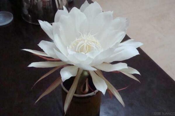 仙人球花和曇花的區別,顏色、大小、花瓣都可以進行區分