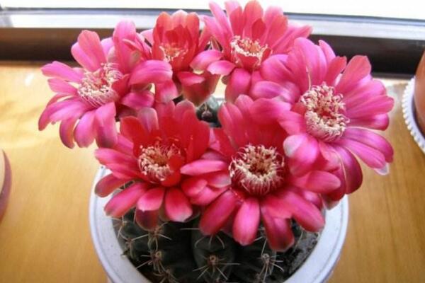 仙人球花和曇花的區別,顏色、大小、花瓣都可以進行區分