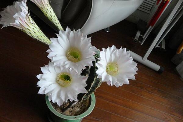 仙人球花和曇花的區別,顏色、大小、花瓣都可以進行區分
