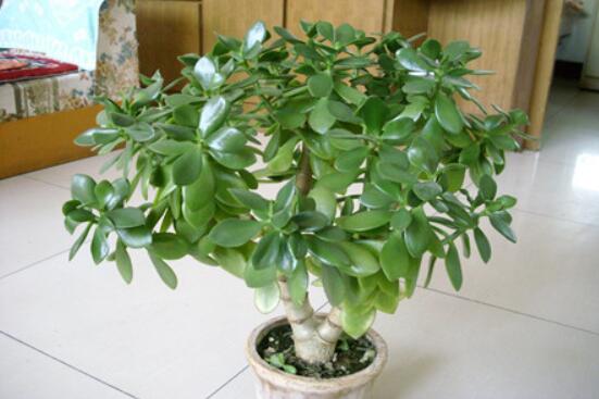 燕子掌有什么作用,美化環(huán)境、凈化空氣