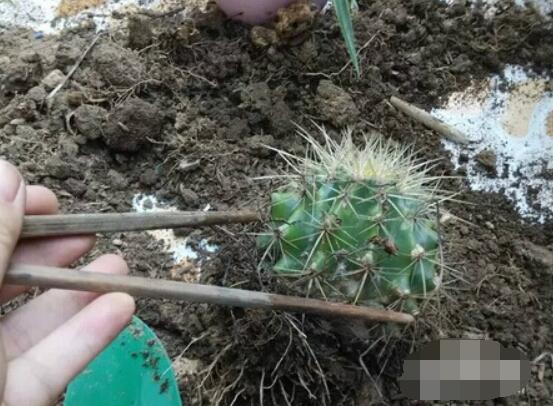 仙人球移栽注意事項,注意不可弄傷根系、及時消毒/土壤微濕潤