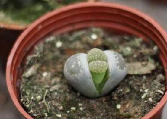 生石花怎么繁殖,最常用兩種繁殖方法(播種與分株)
