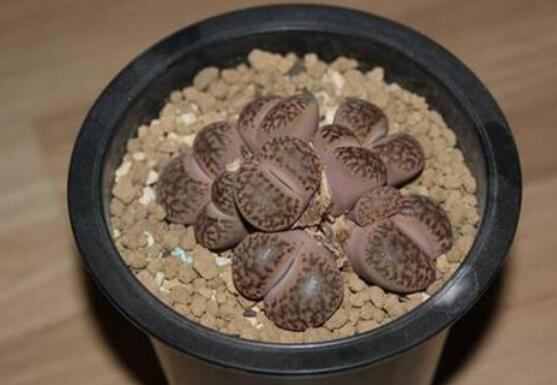 生石花怎么繁殖,最常用兩種繁殖方法(播種與分株)