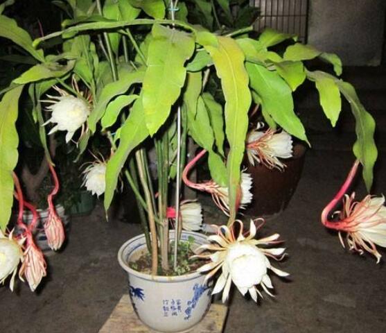 曇花換盆注意事項,只需要注意五個要點即可