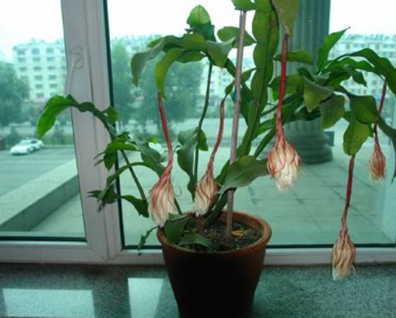 曇花換盆注意事項,只需要注意五個要點即可