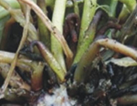 仙客來(lái)軟腐病怎么辦,除掉腐爛部位/及時(shí)噴施藥物治療