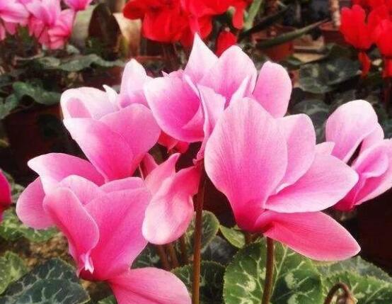 仙客來(lái)軟腐病怎么辦,除掉腐爛部位/及時(shí)噴施藥物治療