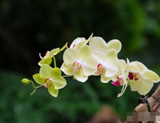 蘭花澆水方法,不同環境不同澆水量(光照溫度)