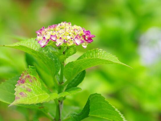 繡球花幾月份開花,每年6-8月間盛放(獨開一次)