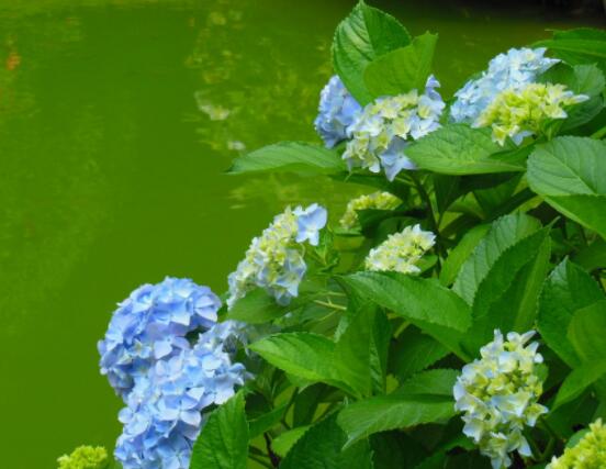 繡球花幾月份開花,每年6-8月間盛放(獨開一次)