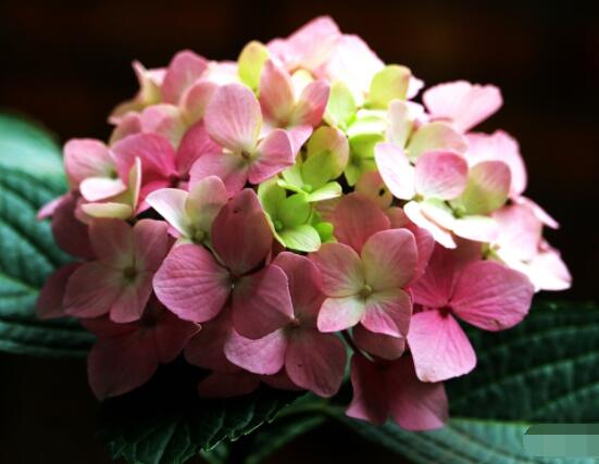 繡球花幾月份開花,每年6-8月間盛放(獨開一次)