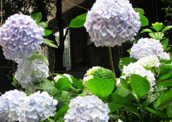 繡球花幾月份開花,每年6-8月間盛放(獨開一次)