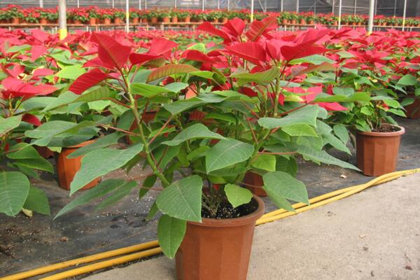 一品紅花期調控方法,以下方法就可以讓它提前開花