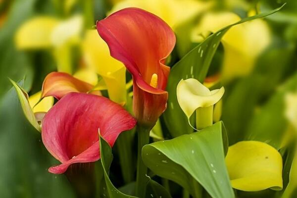 彩色馬蹄蓮為什么不能復(fù)花，復(fù)花難度大、管理方法不當(dāng)