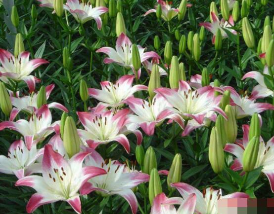 香水百合種植技術,土壤種球消毒/種入土深8-10厘米