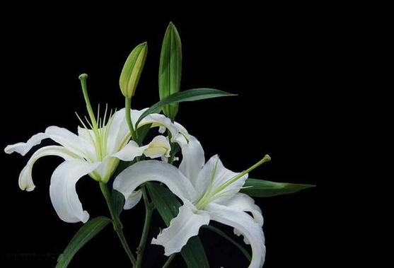 香水百合種植技術,土壤種球消毒/種入土深8-10厘米