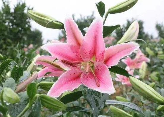 香水百合種植技術,土壤種球消毒/種入土深8-10厘米