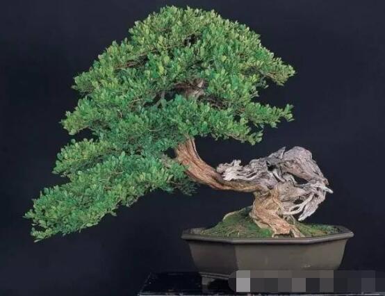 九里香盆景樹樁怎樣變粗,營養豐富、勤修剪,施足肥
