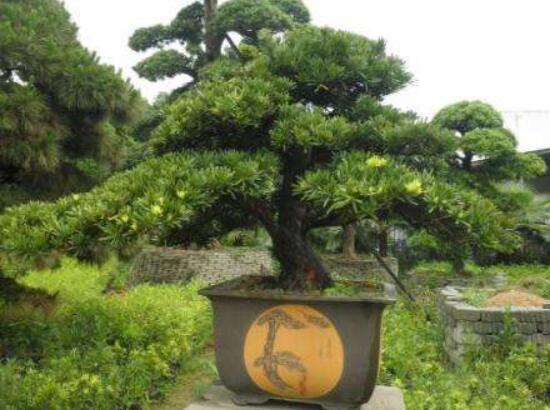 羅漢松能種大門兩邊嗎,可以/趨吉避兇、辟邪化煞